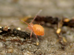 Ptenothrix unicolor