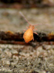 Ptenothrix unicolor