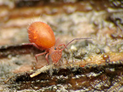 Ptenothrix unicolor