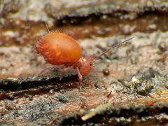 Ptenothrix unicolor
