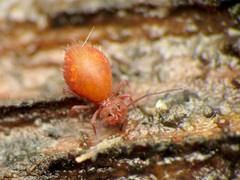 Ptenothrix unicolor