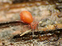 Ptenothrix unicolor