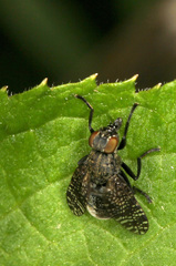 Platystoma