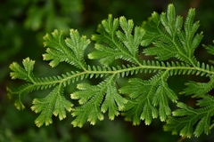 Selaginellaceae