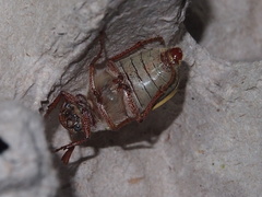 Cyphochilus apicalis