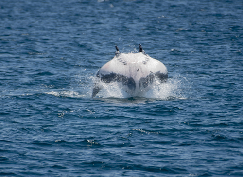 Manta ray