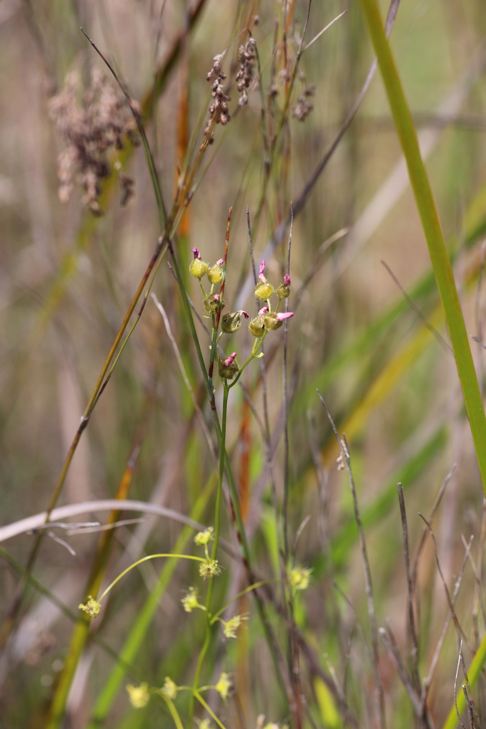 Drosera neesii, Pinjarra WA 6208, Australia