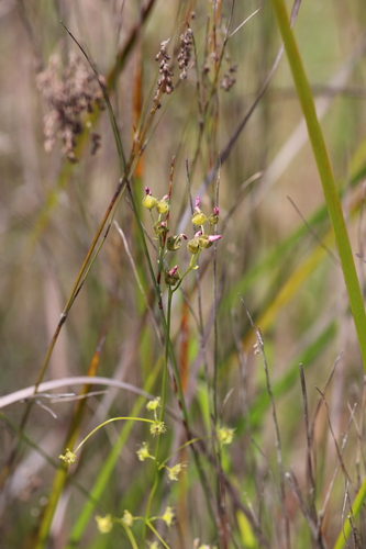 Drosera neesii