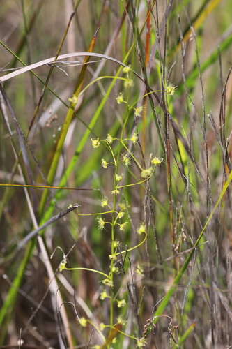 Drosera neesii