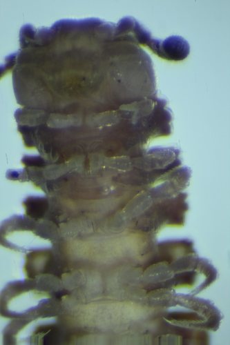 Polydesmus inconstans
