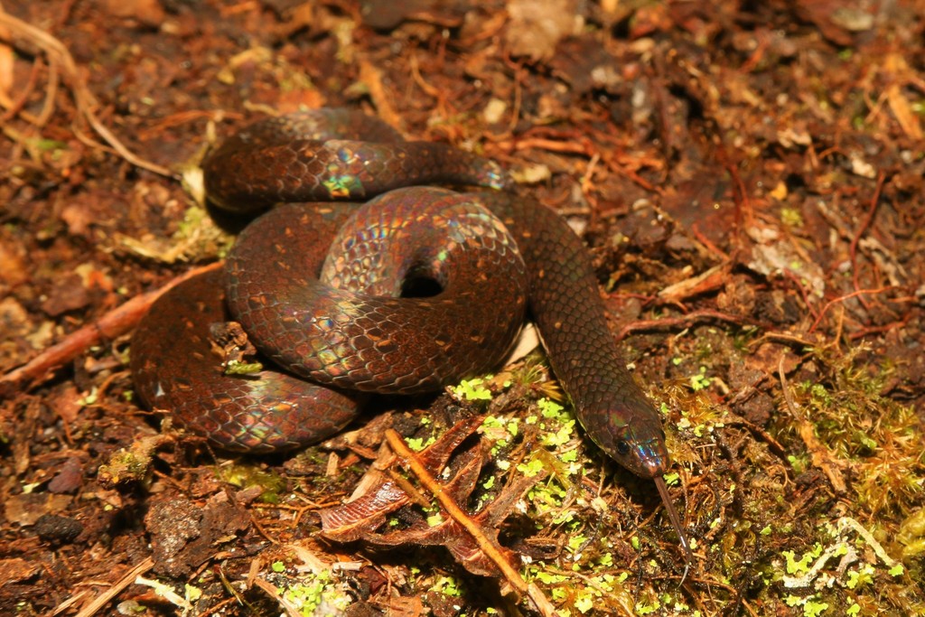 Schulz's Reed Snake