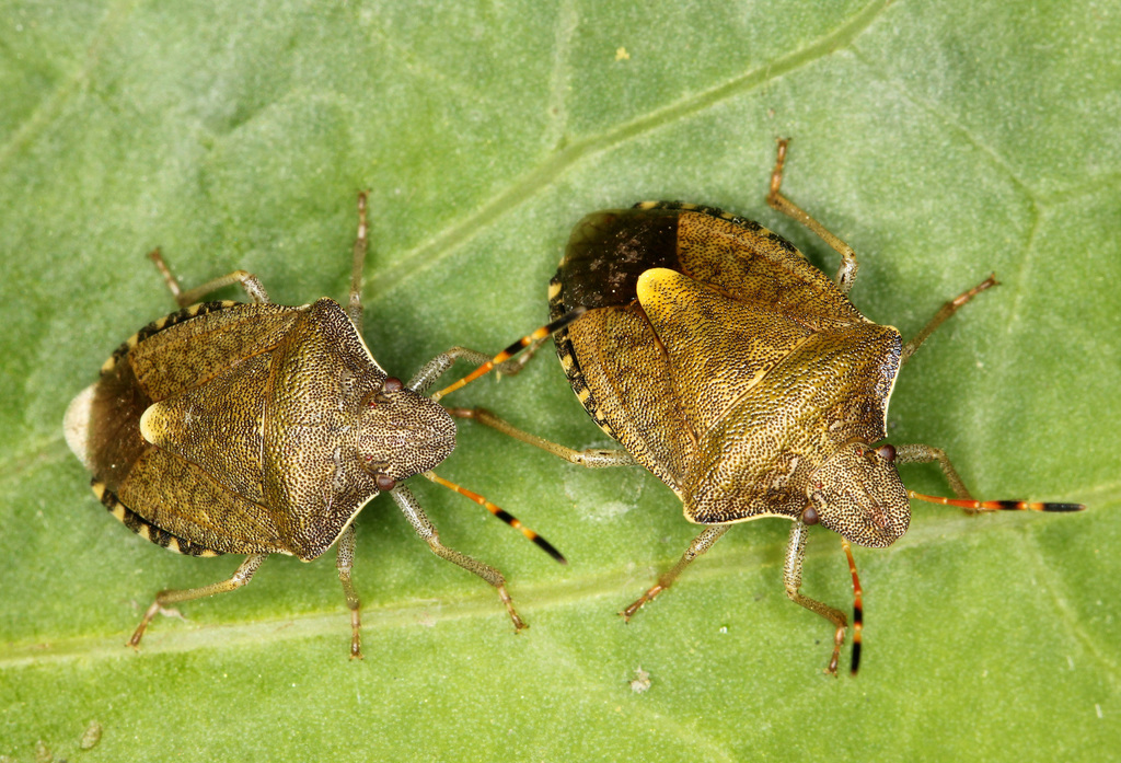 Vernal Shield Bug, photo 1 of 10