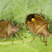 Vernal Shield Bug - Photo (c) Lupoli Roland, some rights reserved (CC BY-NC), uploaded by Lupoli Roland