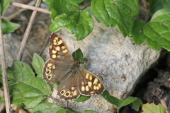 Pararge aegeria