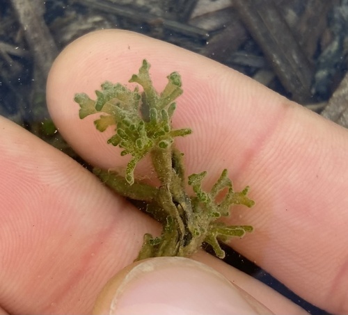 Chaetophora