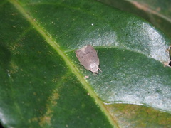 Scythropiodes