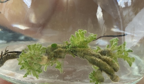 Chaetophora lobata observed 2023-10-21