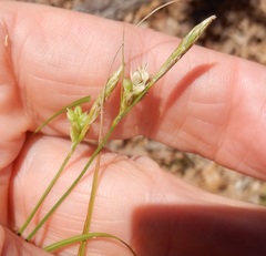 Carex planostachys