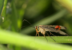 Panorpa germanica