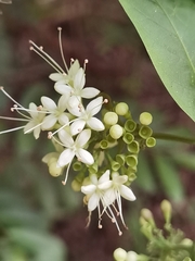 Panama Wild Coffee (Aegiphila panamensis)