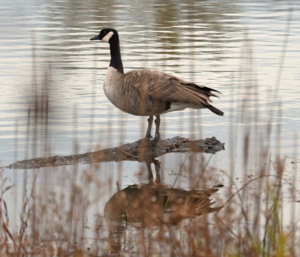 Canada Goose from 16400 W Buckley Rd, Libertyville, IL 60048 on October ...