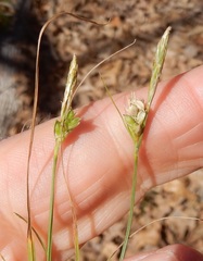 Carex planostachys