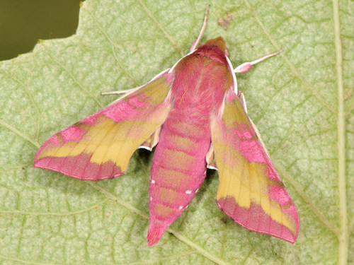 Small Elephant Hawkmoth