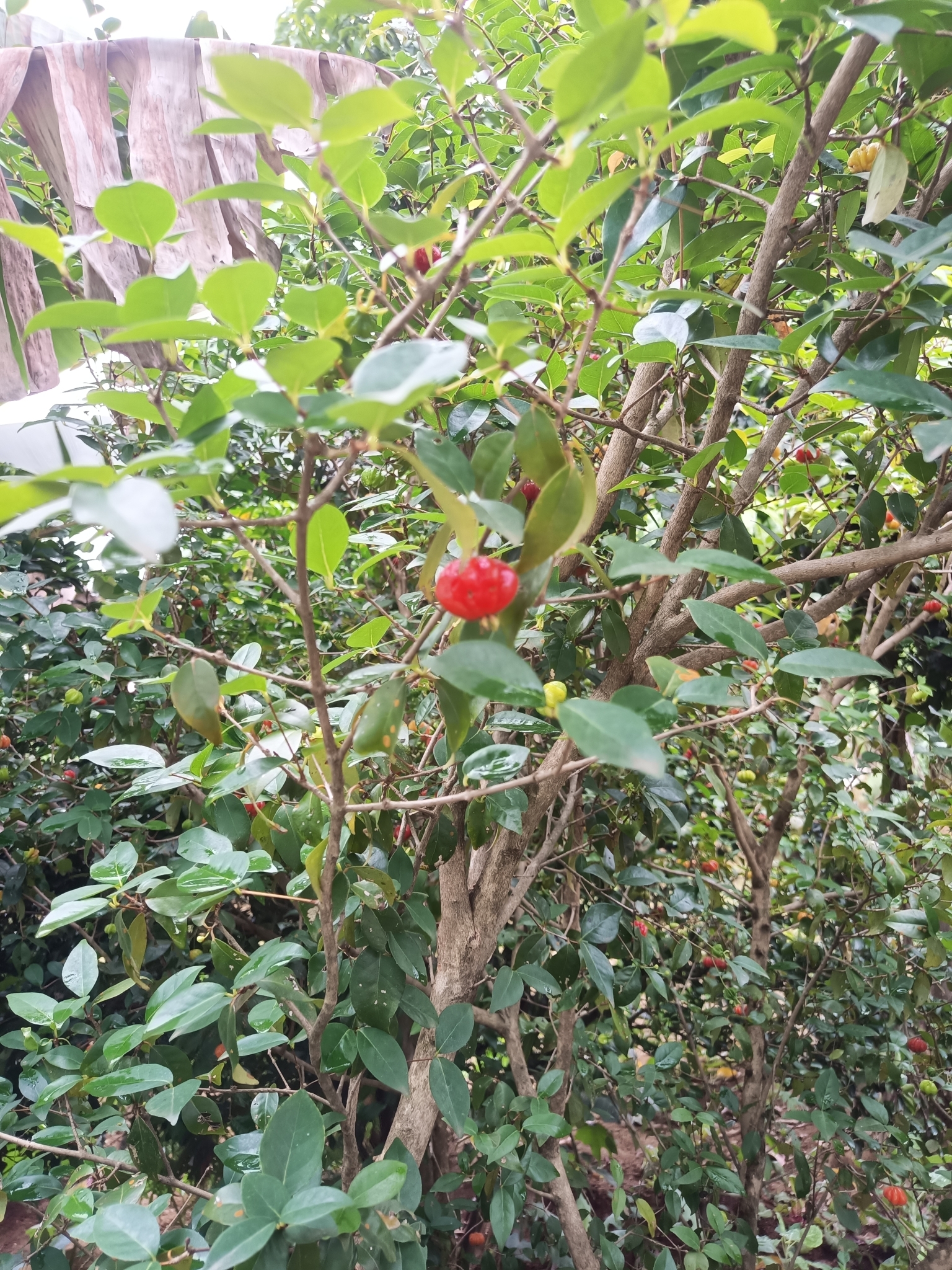 Eugenia uniflora