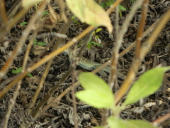 Pholidoscelis griswoldi