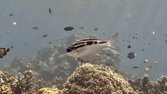 Striped Monocle Bream photo 4