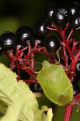 Nezara viridula