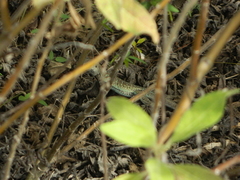 Pholidoscelis griswoldi