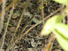 Pholidoscelis griswoldi