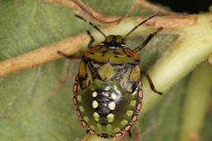 Nezara viridula