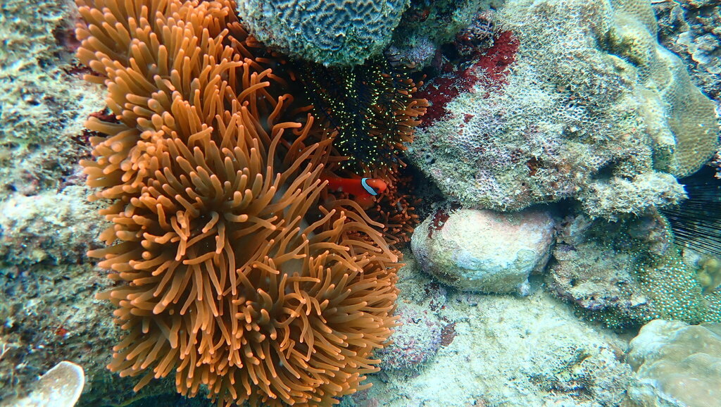 blackback anemonefish