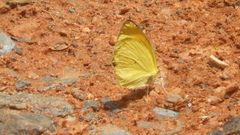 Lepidoptera