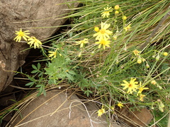 Senecio achilleifolius