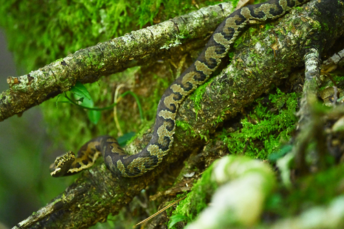 Kikuchi Habu, Trimeresurus gracilis