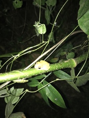 Eleutherodactylus antillensis