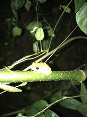 Eleutherodactylus antillensis