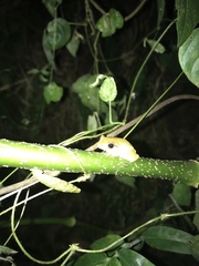 Eleutherodactylus antillensis