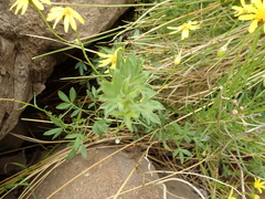 Senecio achilleifolius