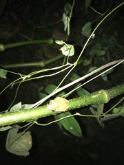 Eleutherodactylus antillensis