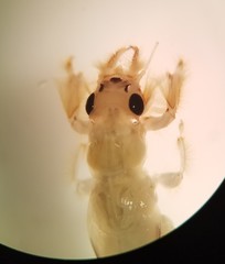Ephemeridae