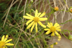 Senecio achilleifolius