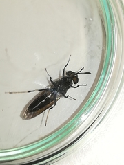 Hermetia illucens