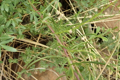 Senecio achilleifolius