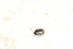 Legnotus limbosus
