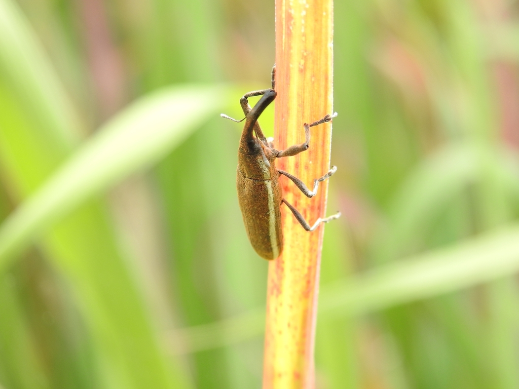 Lixus fimbriolatus