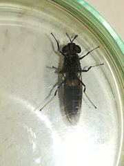 Hermetia illucens